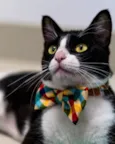 TOM