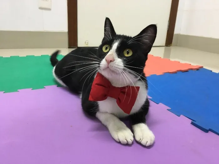 Gato ra a SRD idade 1 ano nome TOM
