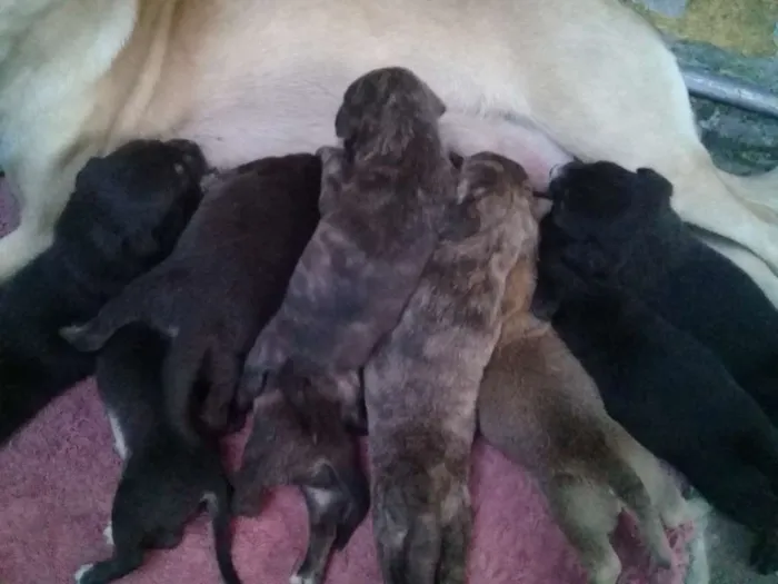 Cachorro ra a sem raça definida idade Abaixo de 2 meses nome Nao batizado