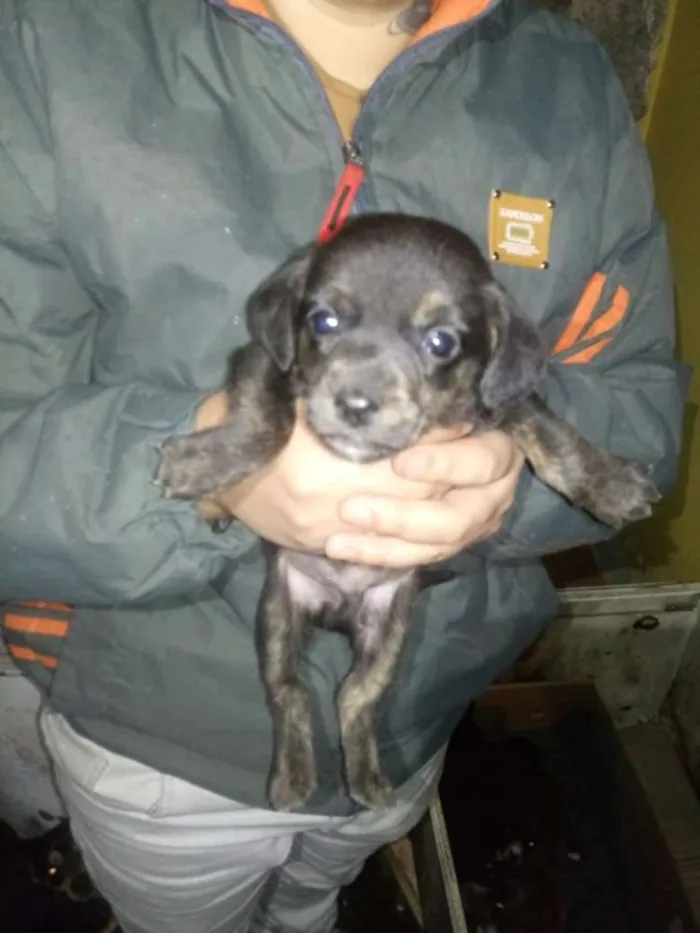 Cachorro ra a sem raça definida idade Abaixo de 2 meses nome Nao batizado