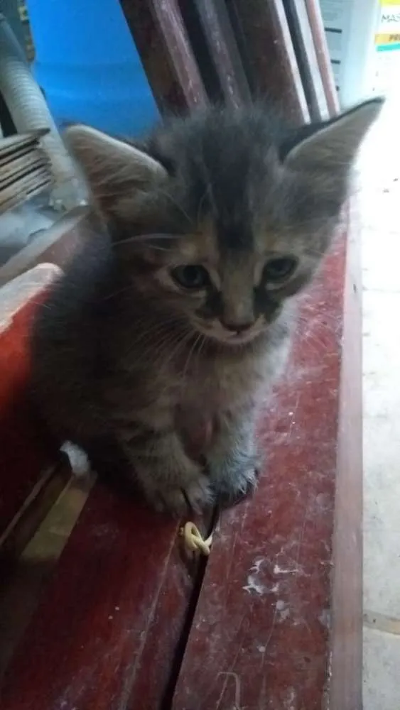 Gato ra a Mistura de siamês  idade Abaixo de 2 meses nome Filhotes
