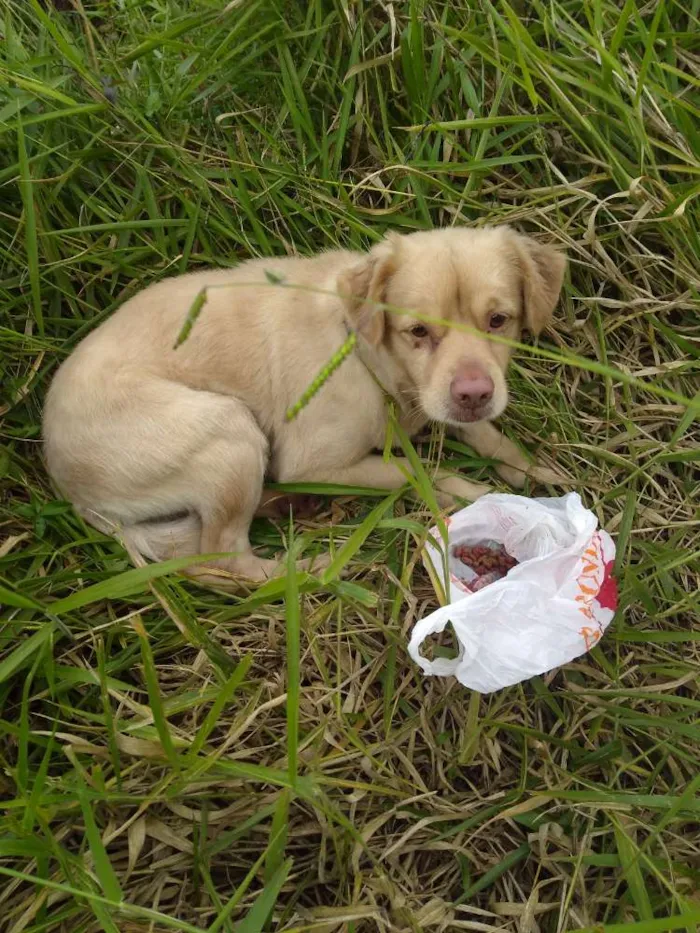 Cachorro ra a Não definido idade 2 a 6 meses nome Não tem 