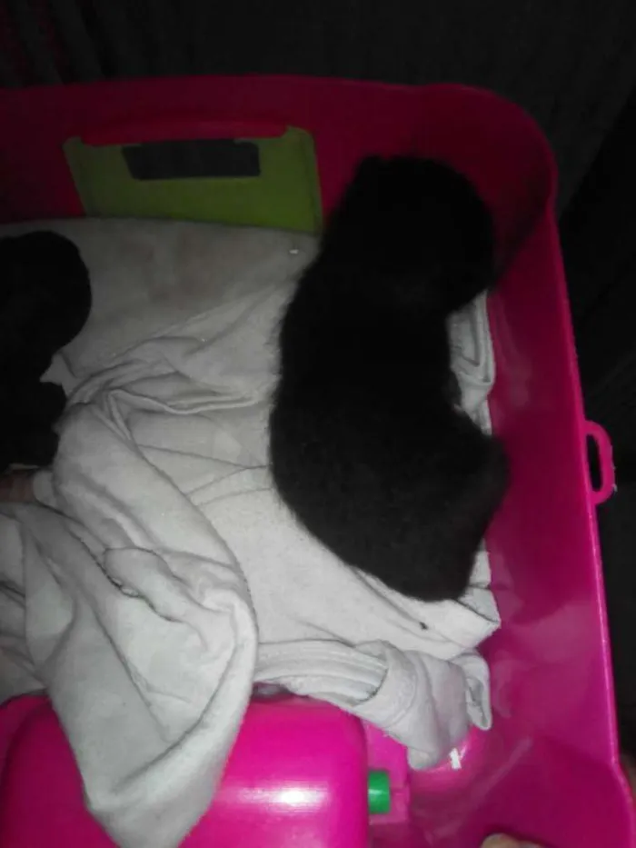 Gato ra a  idade Abaixo de 2 meses nome Meia noite