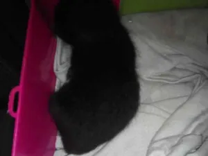 Gato raça  idade Abaixo de 2 meses nome Meia noite