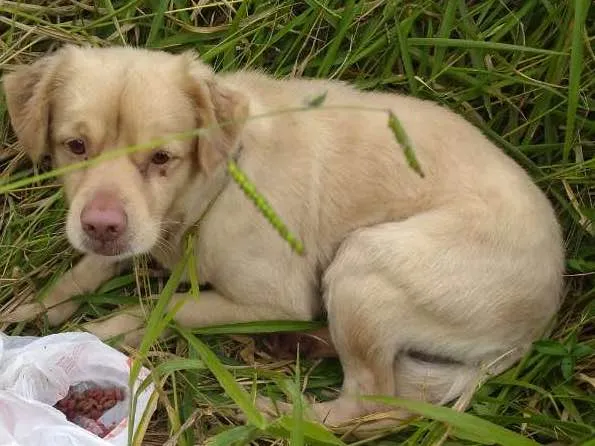 Cachorro ra a Não definido idade 2 a 6 meses nome Não tem 