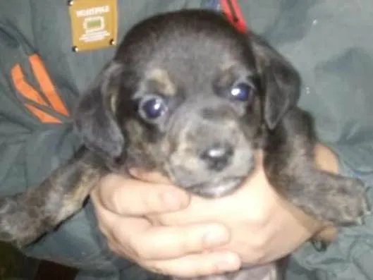 Cachorro ra a sem raça definida idade Abaixo de 2 meses nome Nao batizado