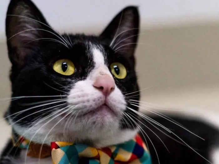 Gato ra a SRD idade 1 ano nome TOM