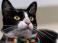 TOM