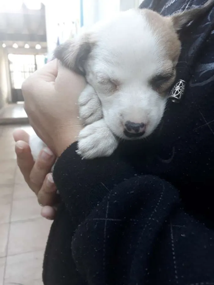 Cachorro ra a Vira lata idade Abaixo de 2 meses nome Billy