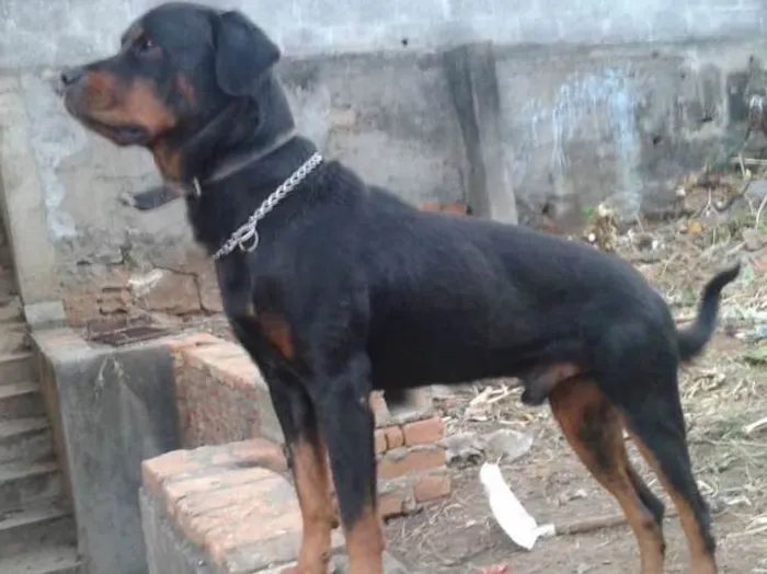 Cachorro ra a Rotweiller idade 4 anos nome Thor