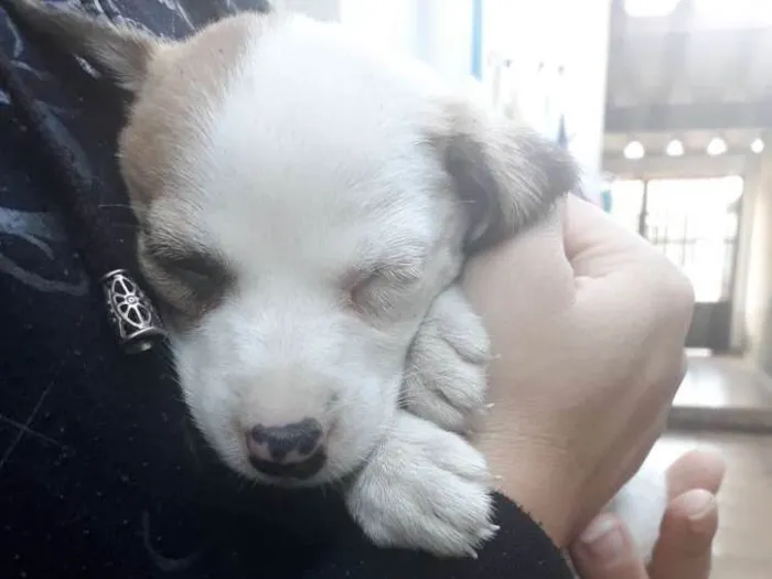 Cachorro ra a Vira lata idade Abaixo de 2 meses nome Billy