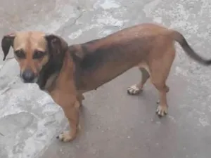 Cachorro raça Sem raça definida idade 4 anos nome Belinha / Pretinha