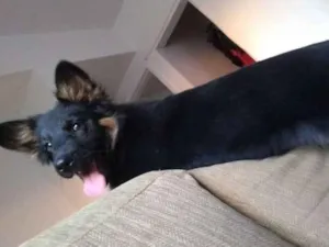 Cachorro raça Rottweiler misturada idade 2 a 6 meses nome Sol 