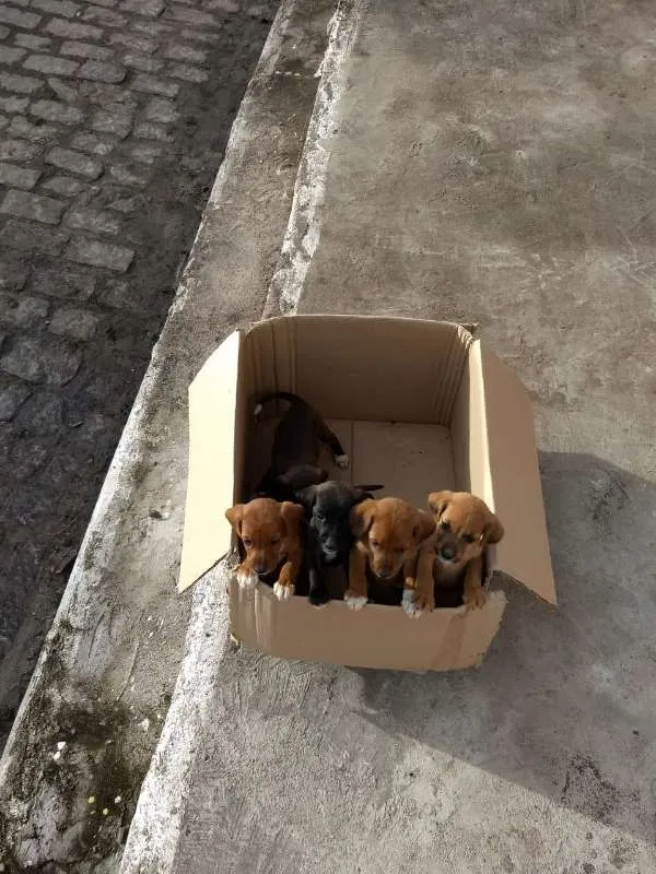 Cachorro ra a Indefinida idade Abaixo de 2 meses nome Não tem nome ainda