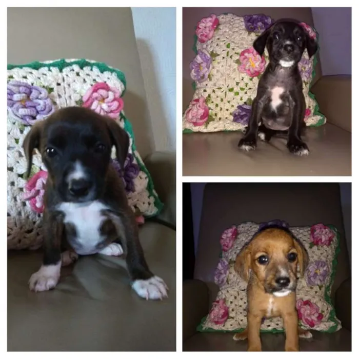 Cachorro ra a Indefinida idade Abaixo de 2 meses nome Não tem nome ainda