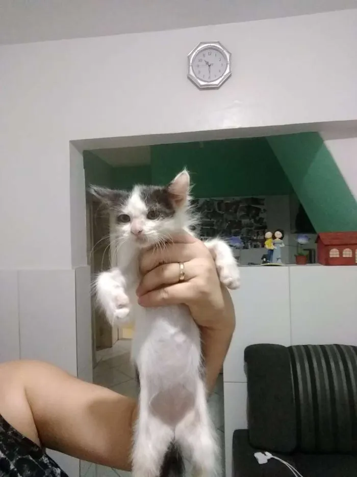 Gato raça Srd idade 2 a 6 meses nome Mary Jane 