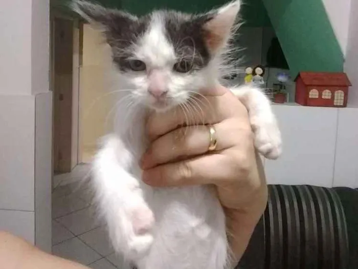 Gato raça Srd idade 2 a 6 meses nome Mary Jane 