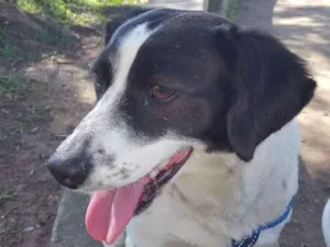 Cachorro raça  idade  nome Desconheço