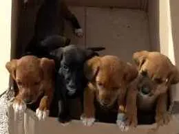 Cachorro ra a Indefinida idade Abaixo de 2 meses nome Não tem nome ainda