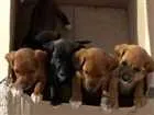 Cachorro raça Indefinida idade Abaixo de 2 meses nome Não tem nome ainda