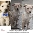 Tadeu Filhotinho