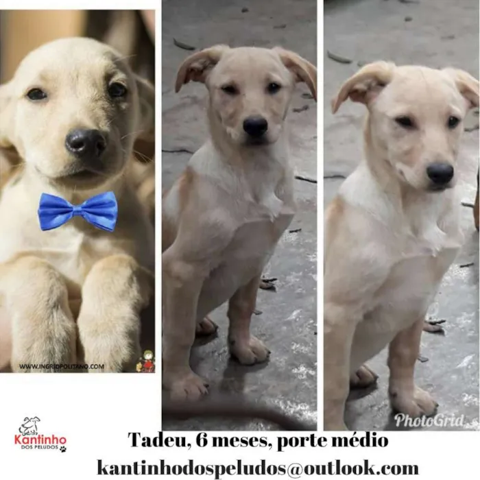 Cachorro ra a  idade 2 a 6 meses nome Tadeu Filhotinho