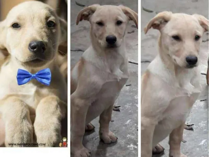 Cachorro ra a  idade 2 a 6 meses nome Tadeu Filhotinho