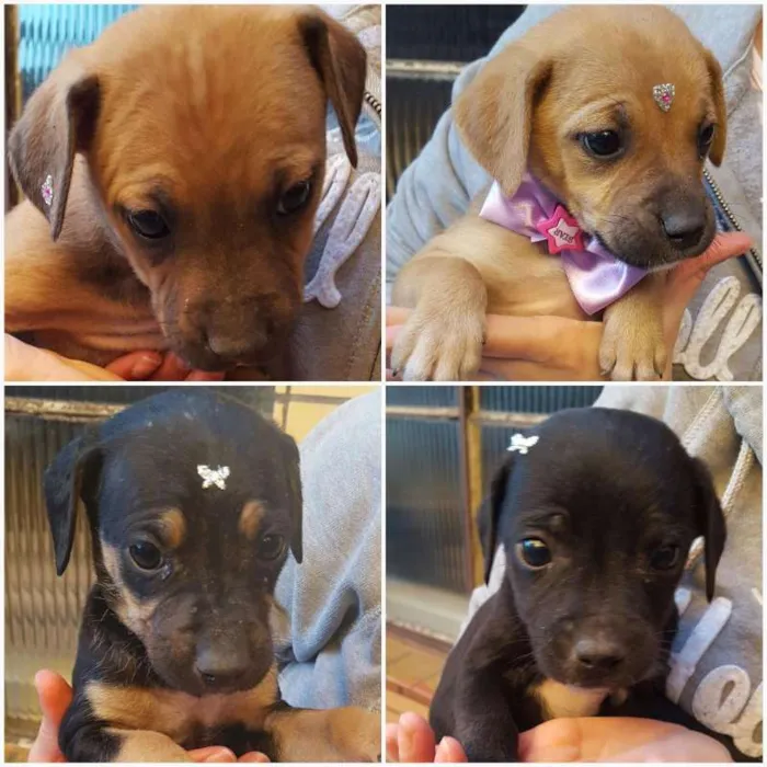Cachorro ra a SRD idade Abaixo de 2 meses nome Pitulekos
