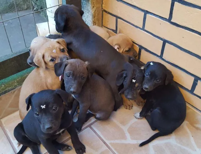 Cachorro ra a SRD idade Abaixo de 2 meses nome Pitulekos