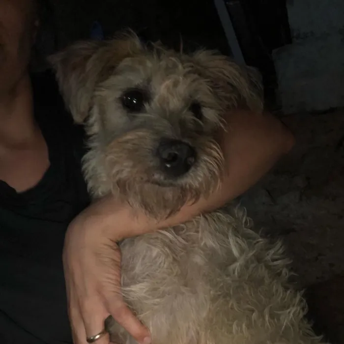 Cachorro ra a SRD idade  nome Bellinha