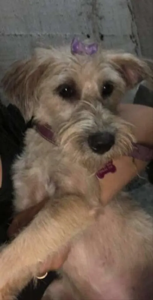 Cachorro ra a SRD idade  nome Bellinha