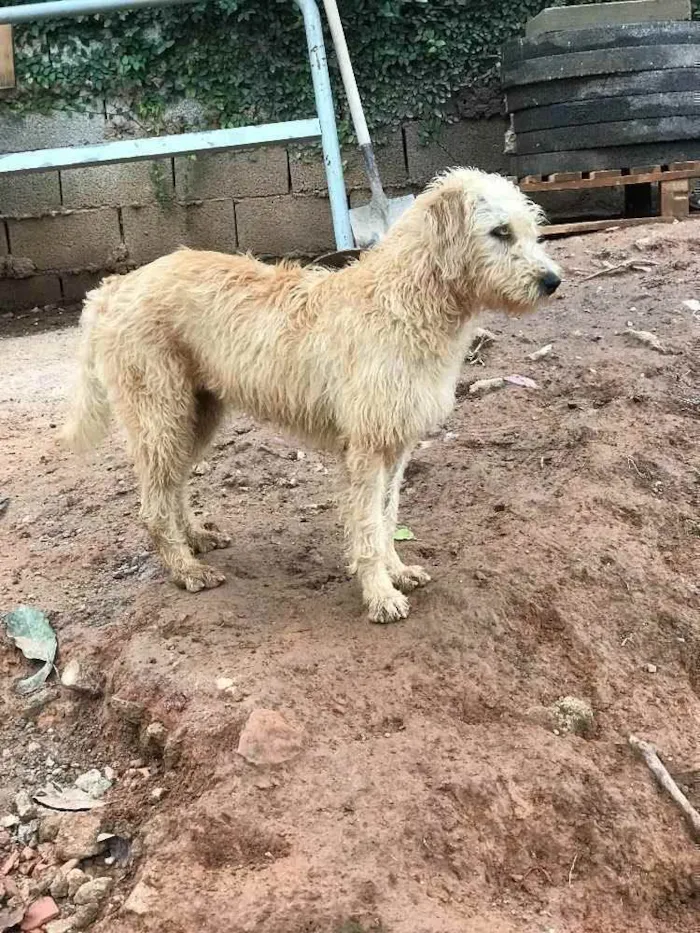 Cachorro ra a SRD idade  nome Estrela