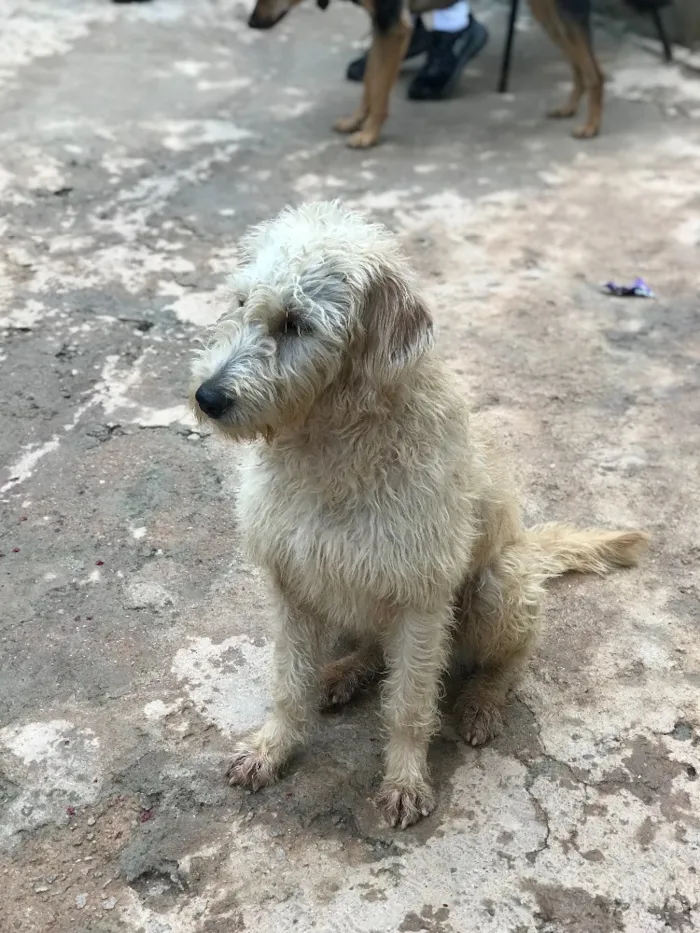 Cachorro ra a SRD idade  nome Estrela