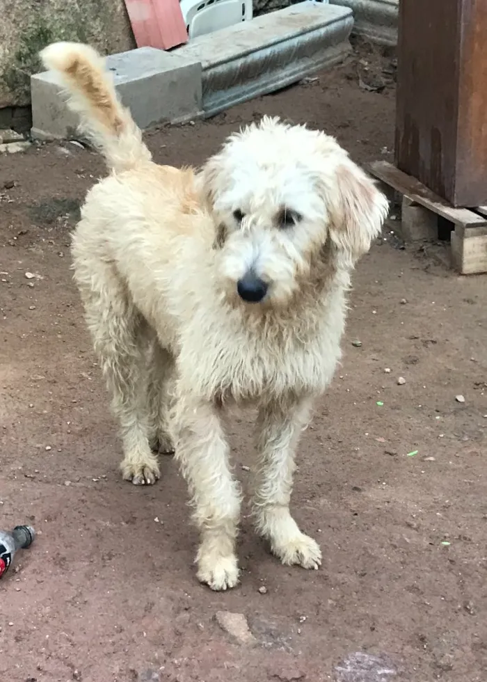 Cachorro ra a SRD idade  nome Estrela