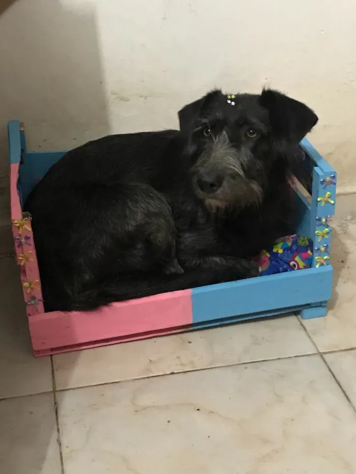 Cachorro ra a SRD idade  nome Julia