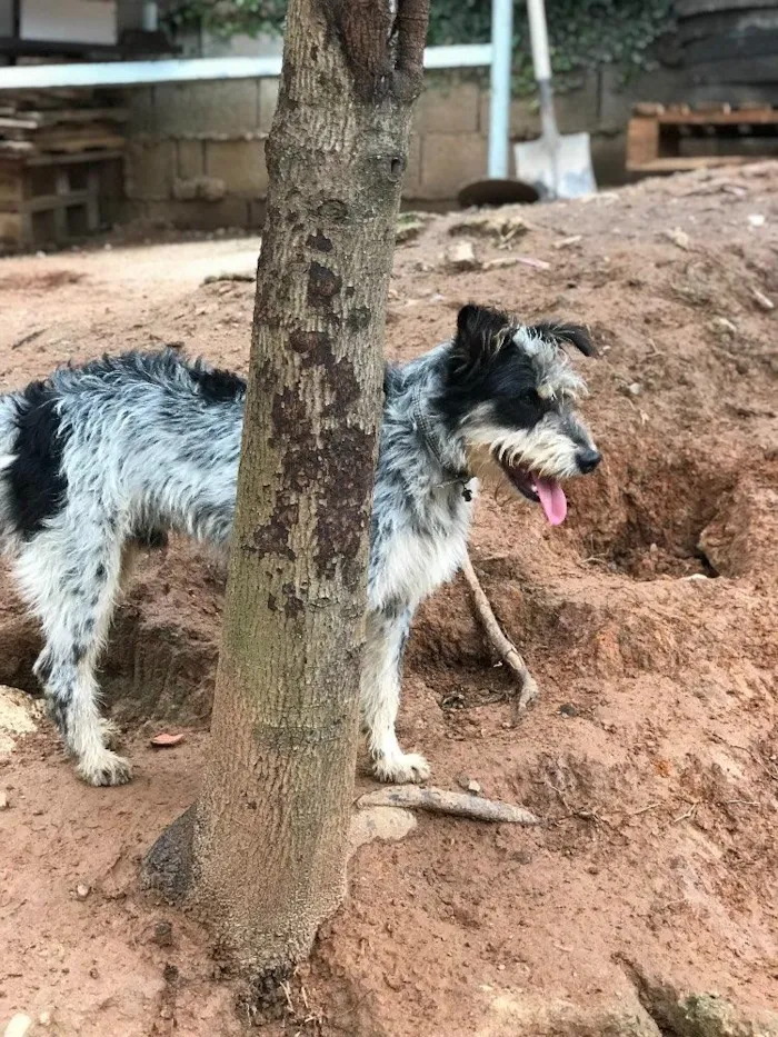 Cachorro ra a SRD idade  nome Bob