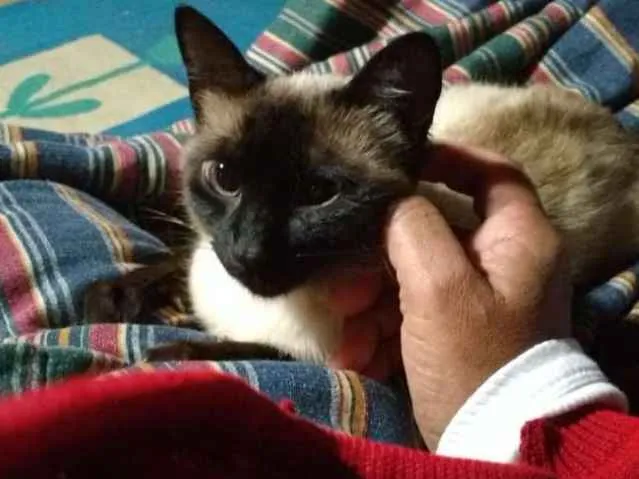 Gato ra a Siamês  idade 1 ano nome Linda