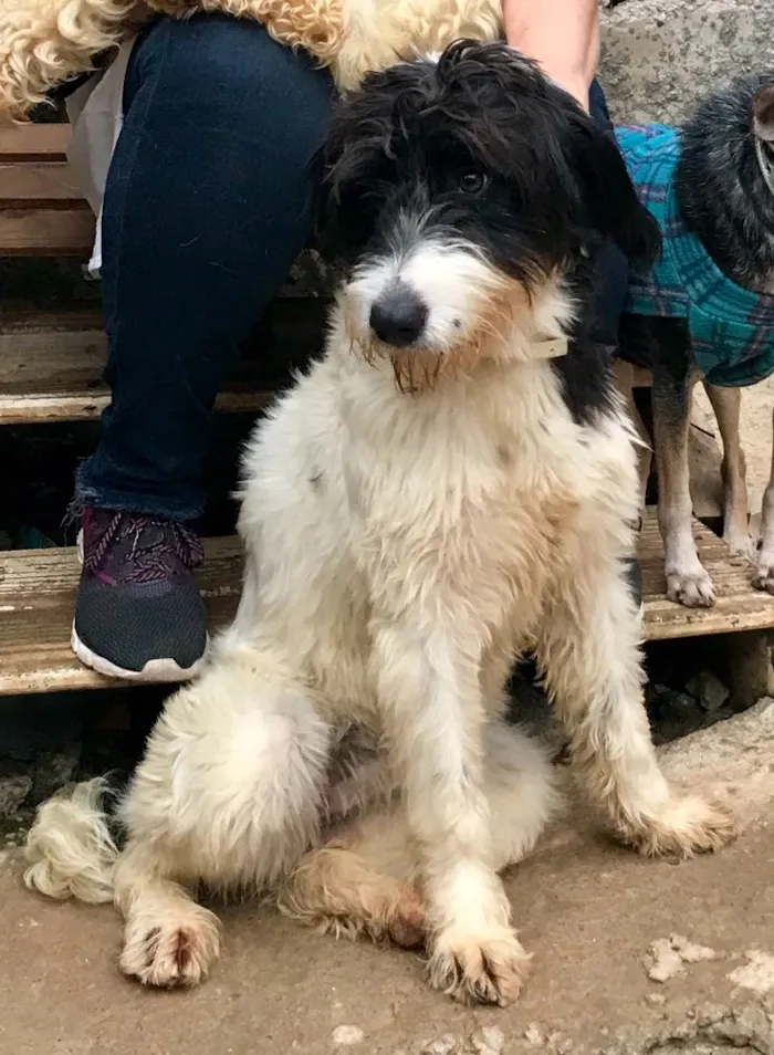 Cachorro ra a SRD idade  nome Bianca