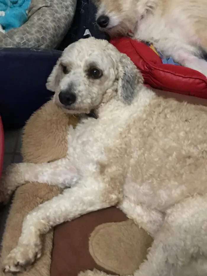 Cachorro ra a Poodle idade  nome Bob Marley