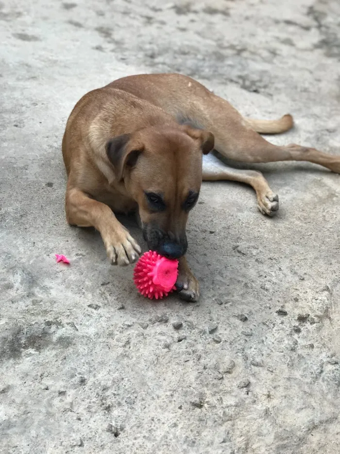 Cachorro ra a SRD idade  nome Bella
