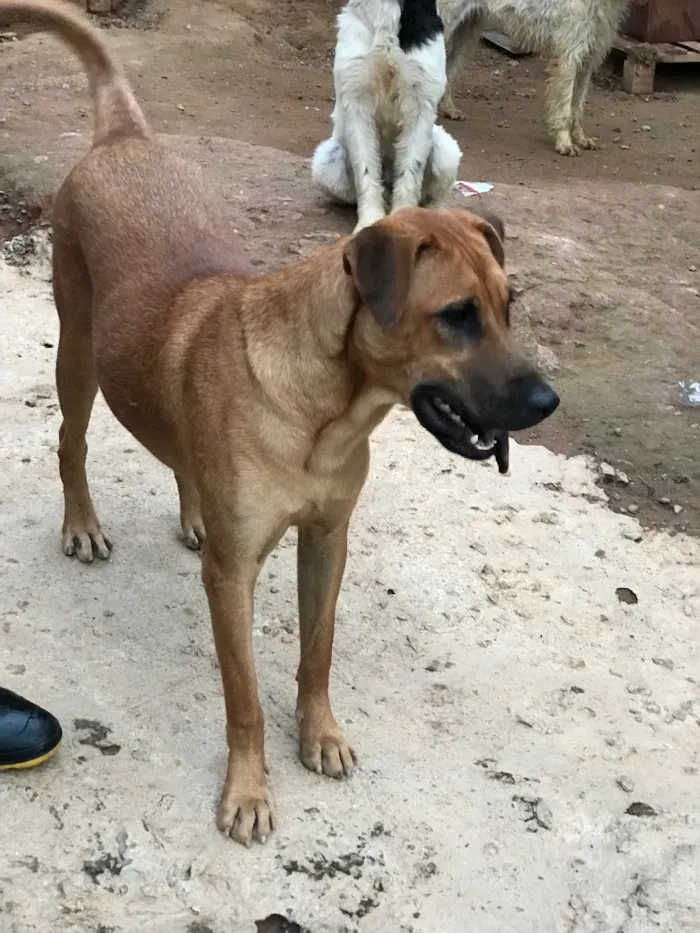 Cachorro ra a SRD idade  nome Bella