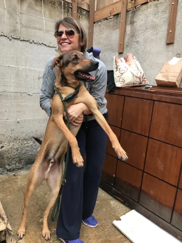 Cachorro ra a SRD idade  nome Simba