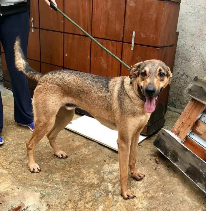 Cachorro ra a SRD idade  nome Simba