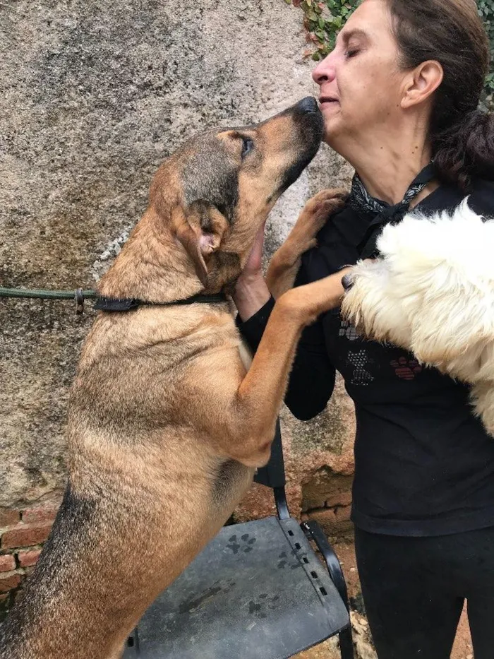 Cachorro ra a SRD idade  nome Simba