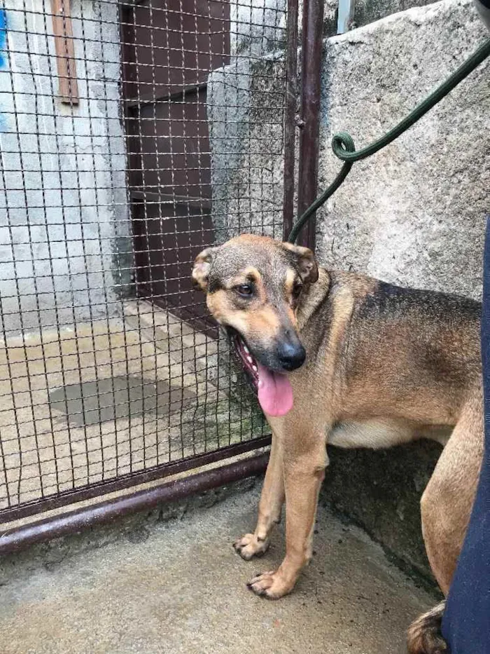 Cachorro ra a SRD idade  nome Simba