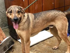 Cachorro raça SRD idade  nome Simba