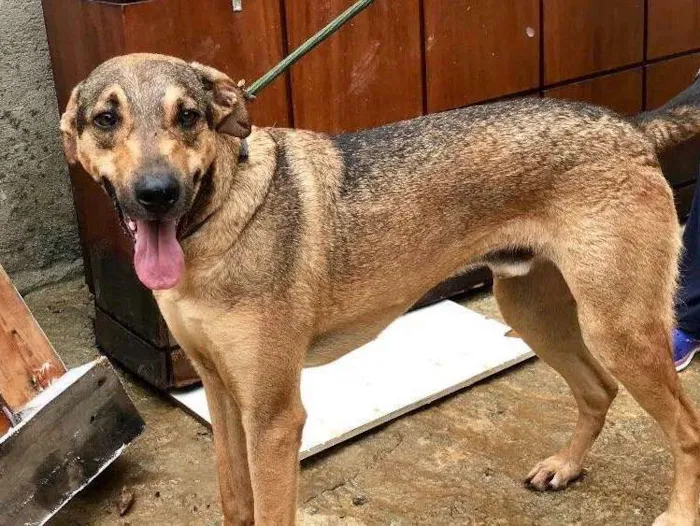Cachorro ra a SRD idade  nome Simba