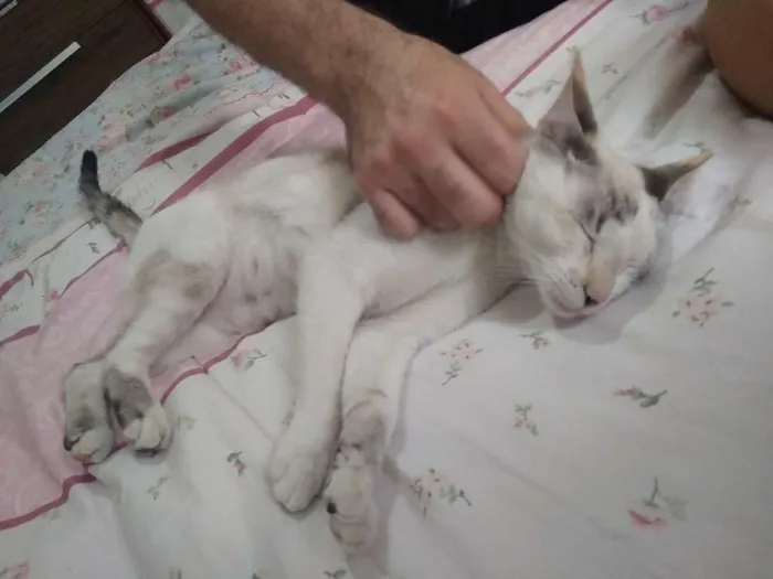 Gato ra a Sem raça específica idade 2 a 6 meses nome Luna