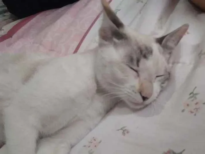 Gato ra a Sem raça específica idade 2 a 6 meses nome Luna