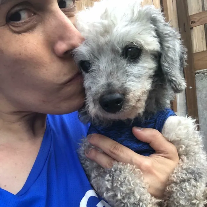Cachorro ra a Poodle idade  nome Victorio